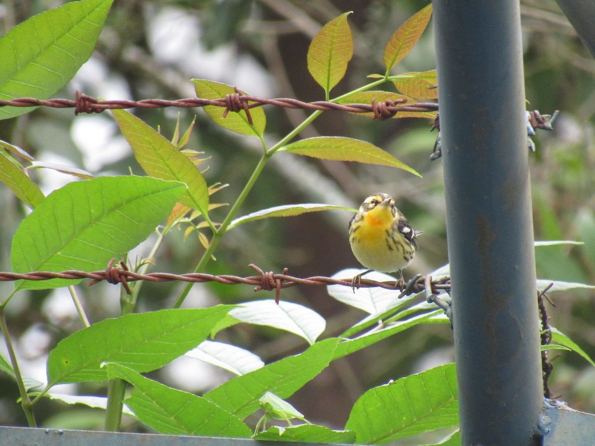 Blackburnian Warbler - ML628312894