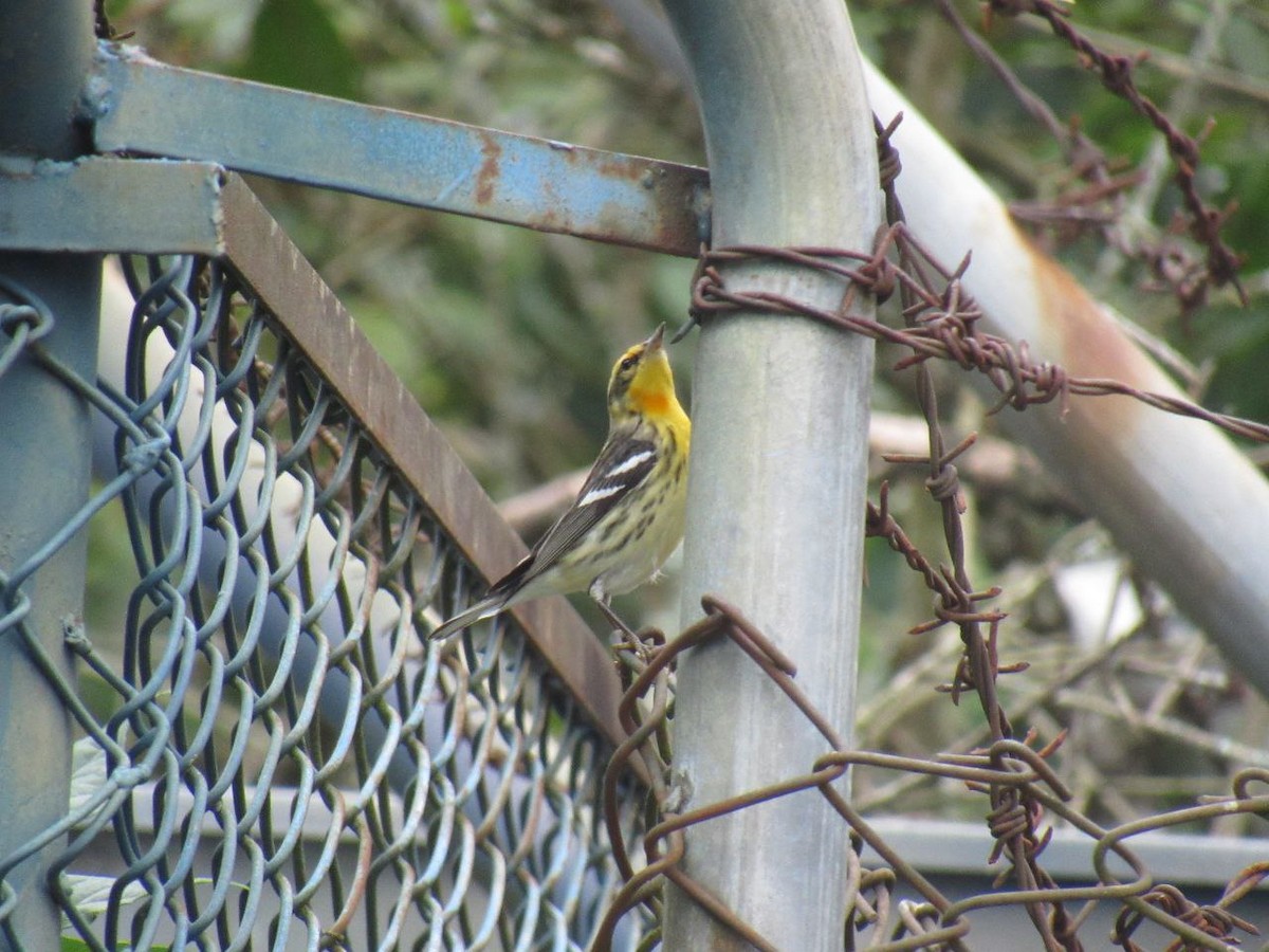 Blackburnian Warbler - ML628312902