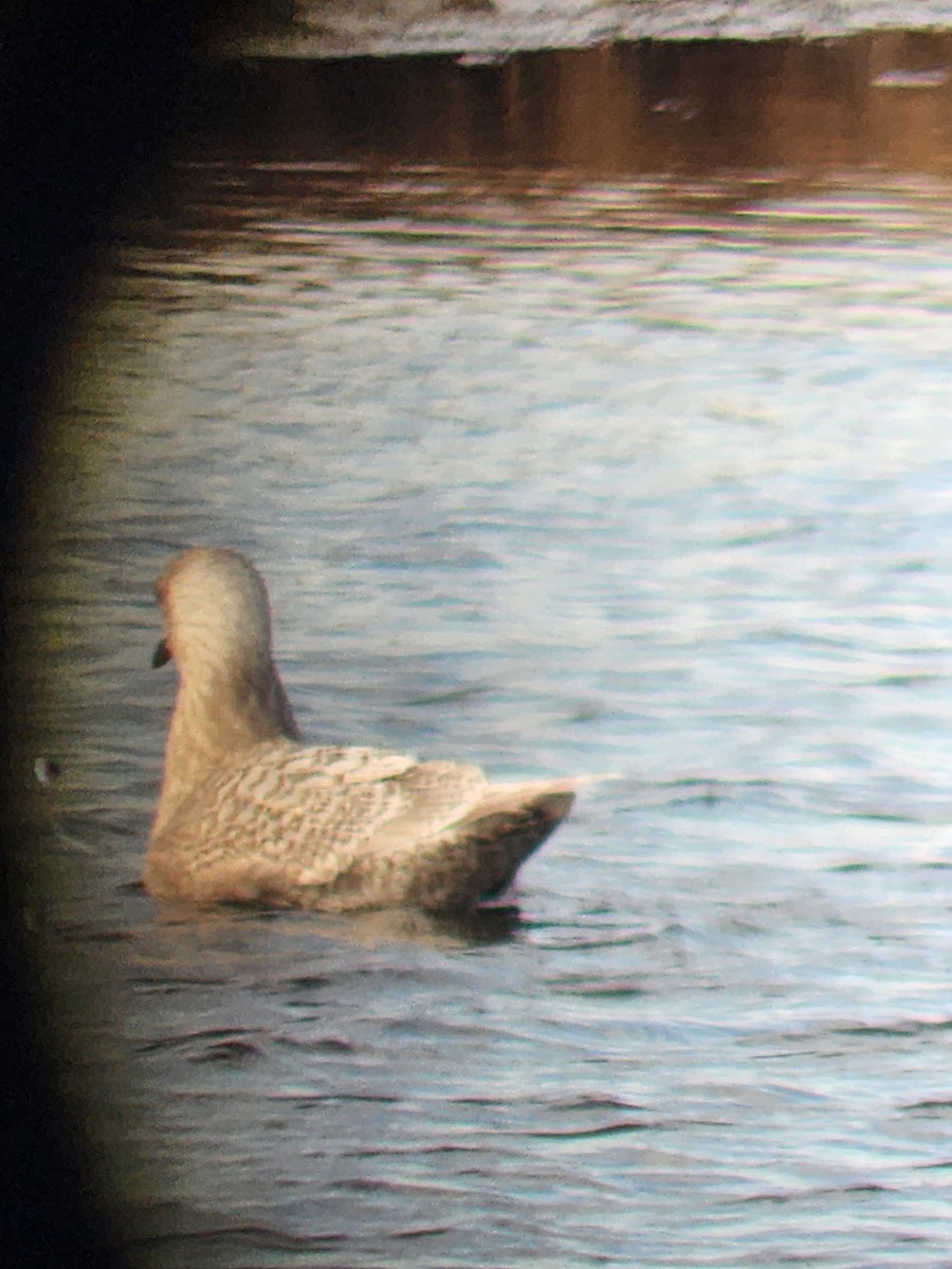 Iceland Gull - ML628312967