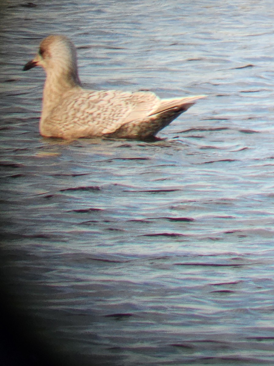 Iceland Gull - ML628312979