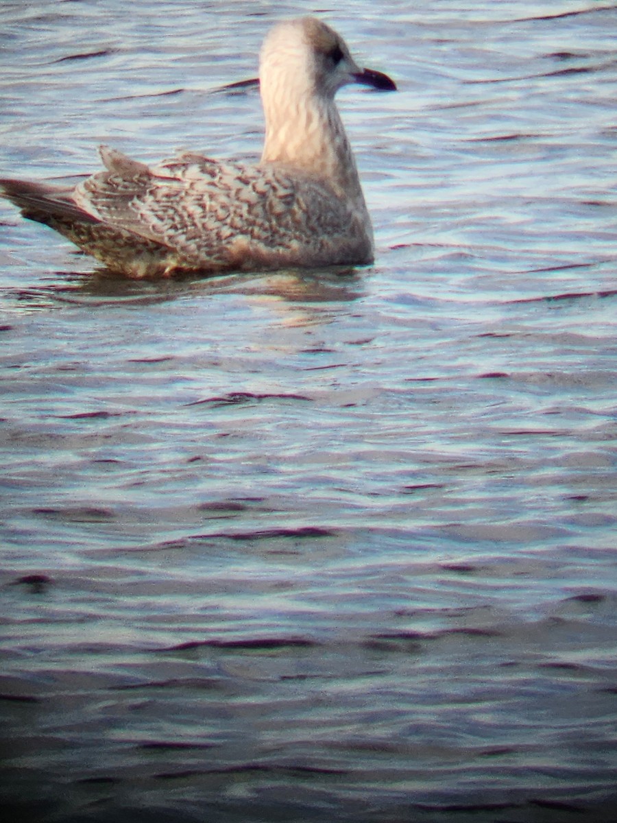 Iceland Gull - ML628312997
