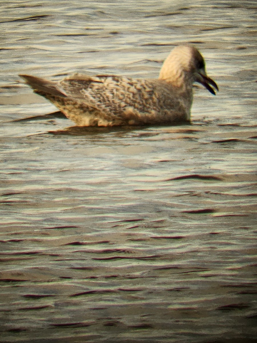 Iceland Gull - ML628313043