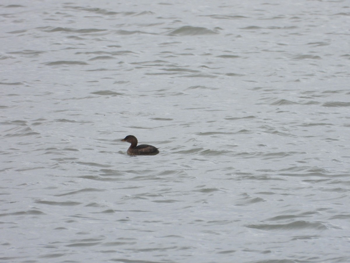 Pied-billed Grebe - ML628313067