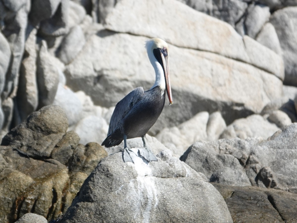 Brown Pelican - ML628313220