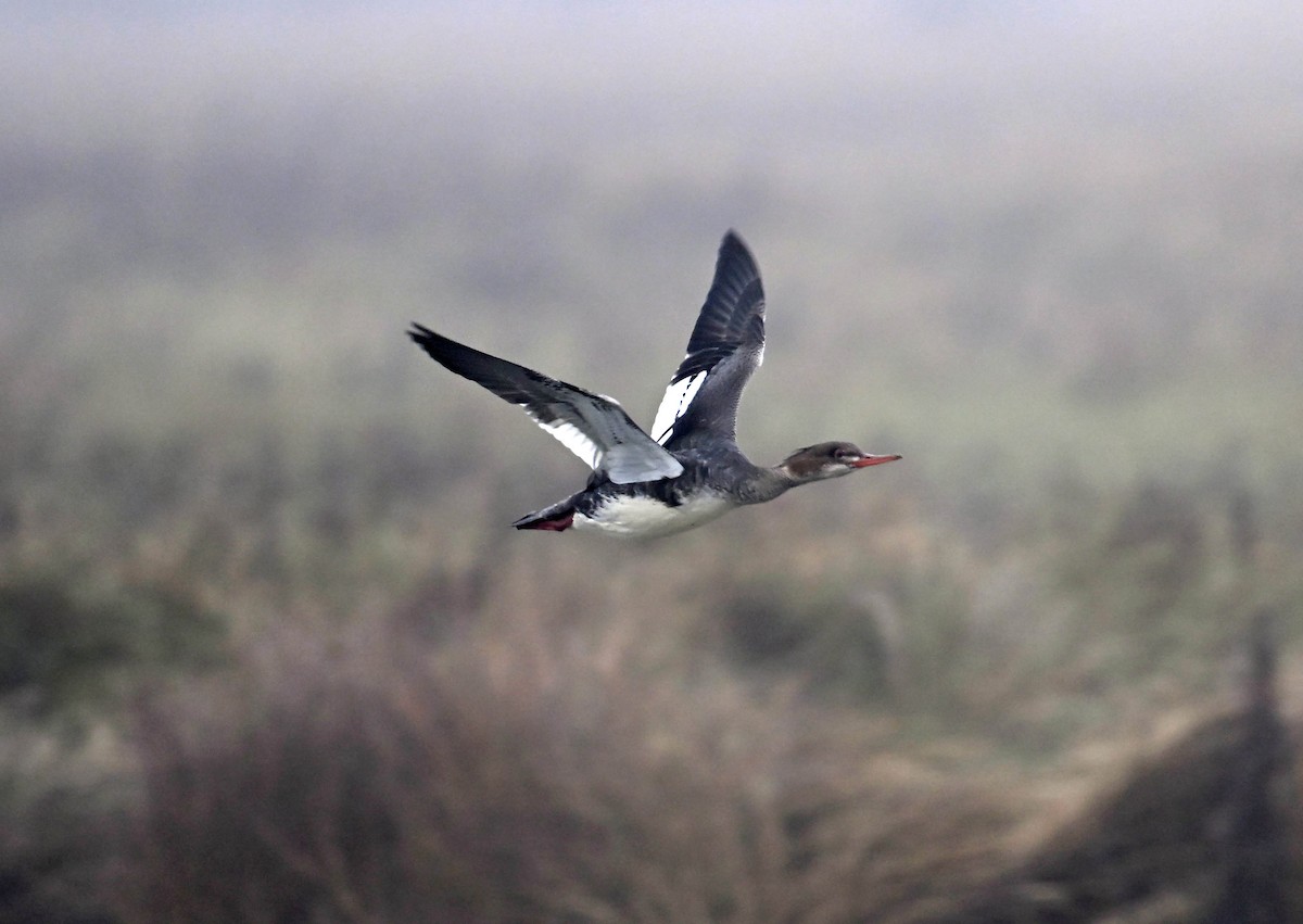 מרגון בינוני - ML628313221