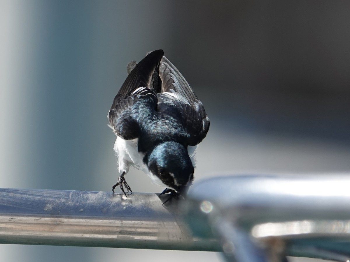 Mangrove Swallow - ML628313223