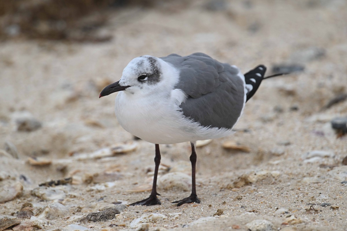 שחף צוחק - ML628313275