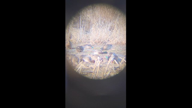 Зээрд нугас - ML628313278