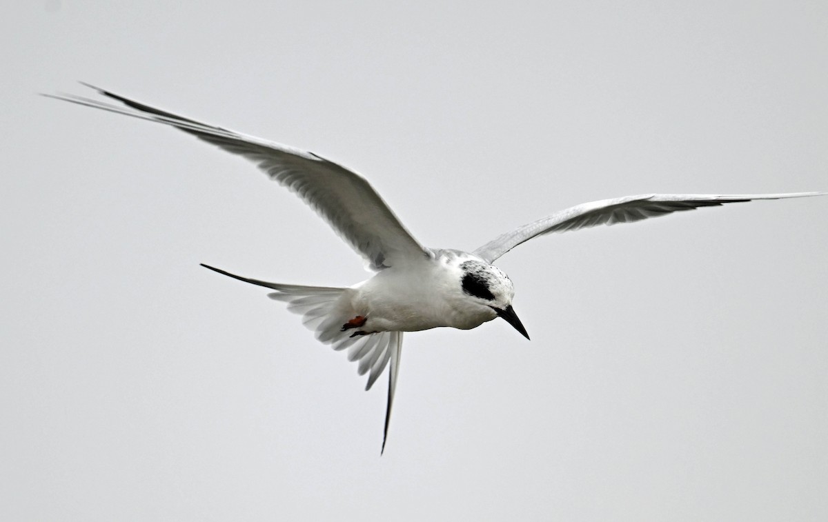 שחפית שחורת-אוזן - ML628313284