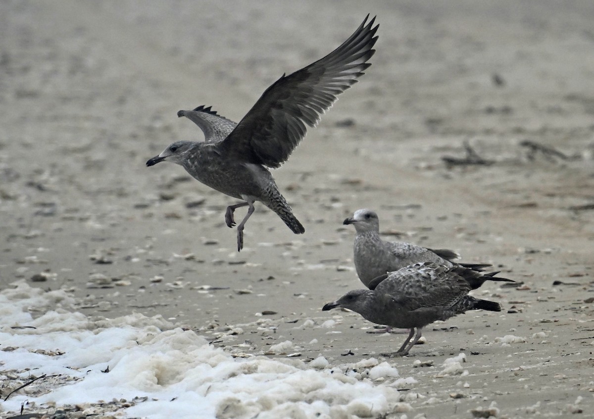 שחף מערבי - ML628313298