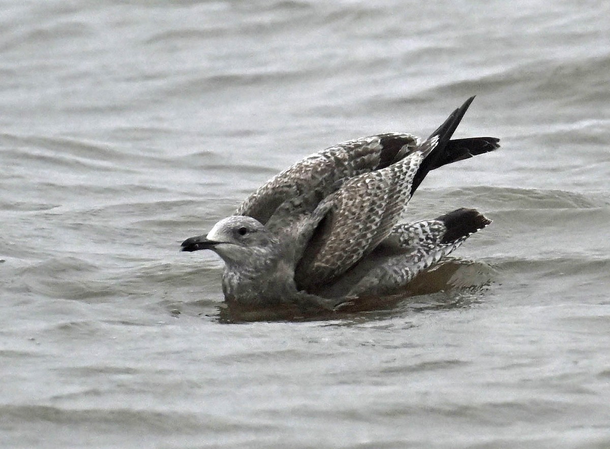 שחף מערבי - ML628313299