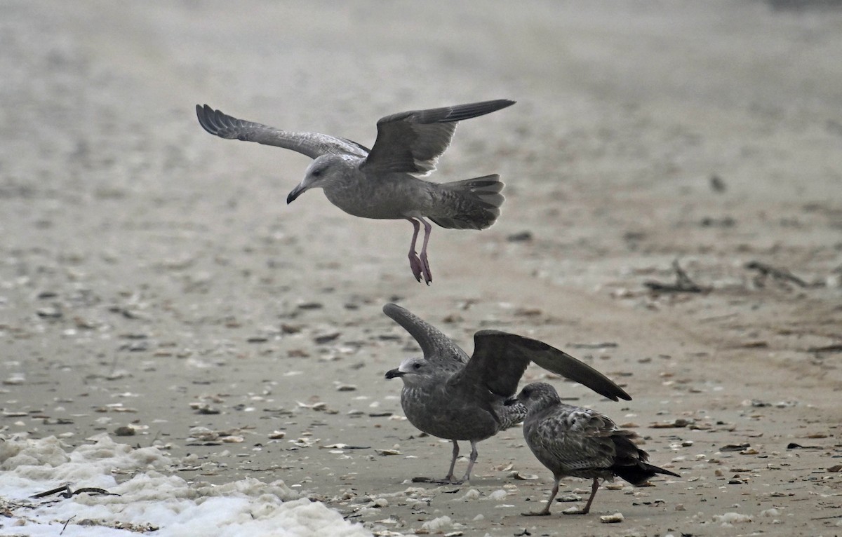 שחף מערבי - ML628313300