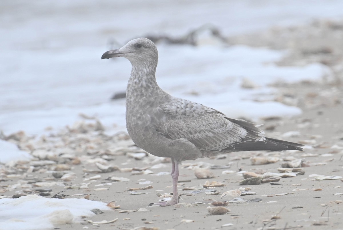 שחף מערבי - ML628313301
