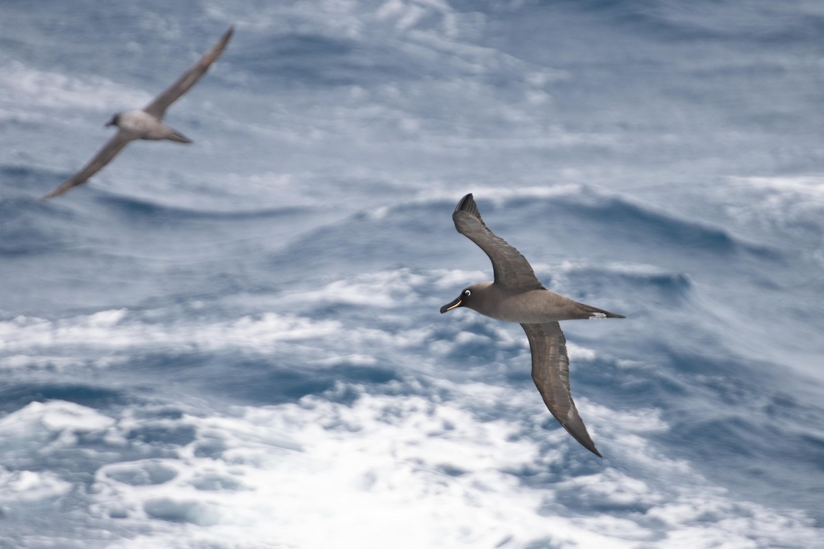 Sooty Albatross - ML628313337
