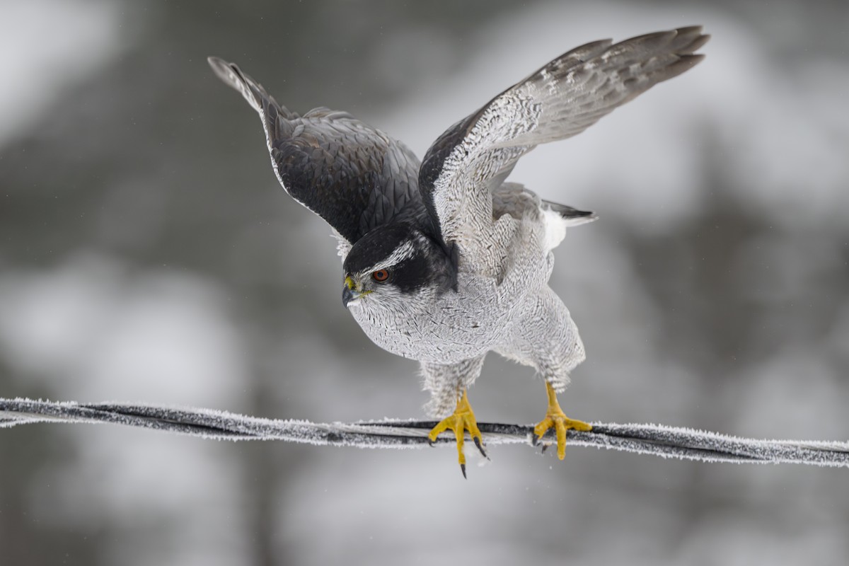 American Goshawk - ML628313461