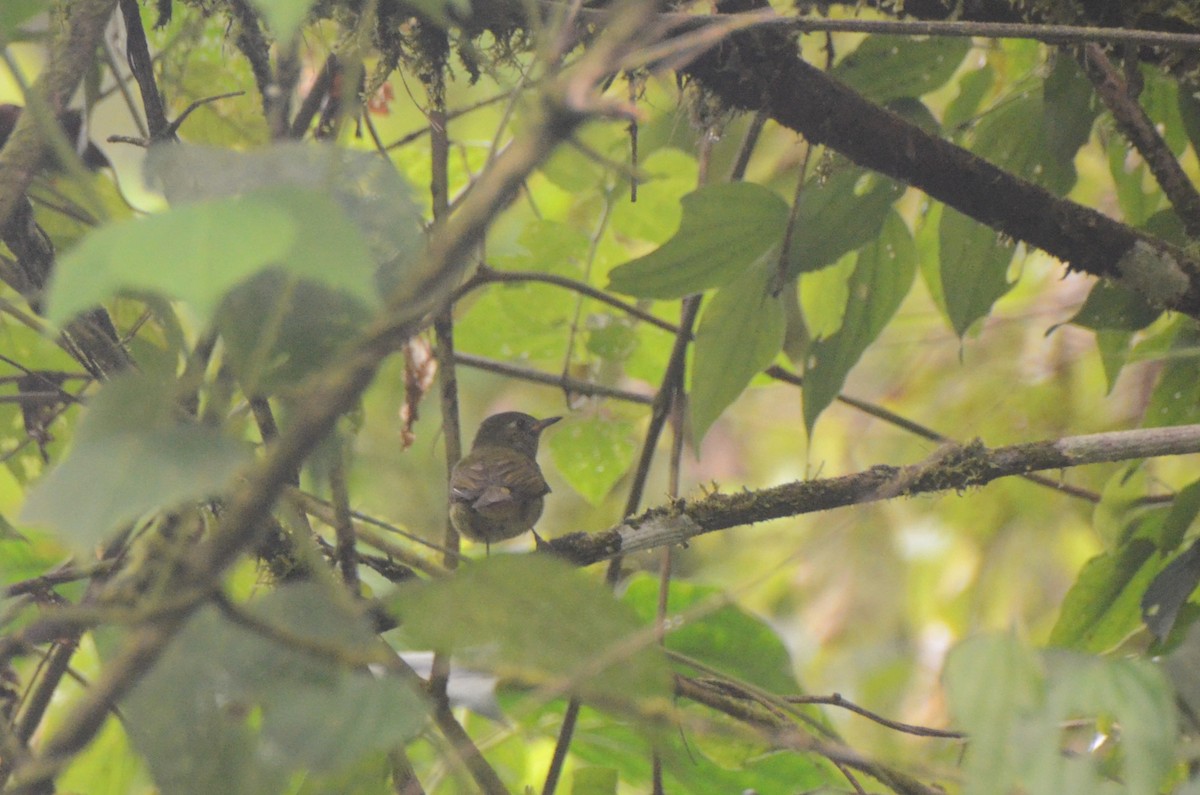 Olive-streaked Flycatcher - ML628313542