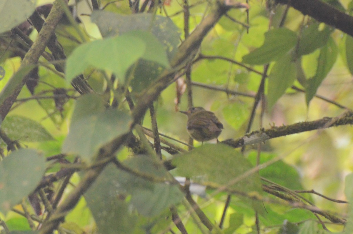 Olive-streaked Flycatcher - ML628313563