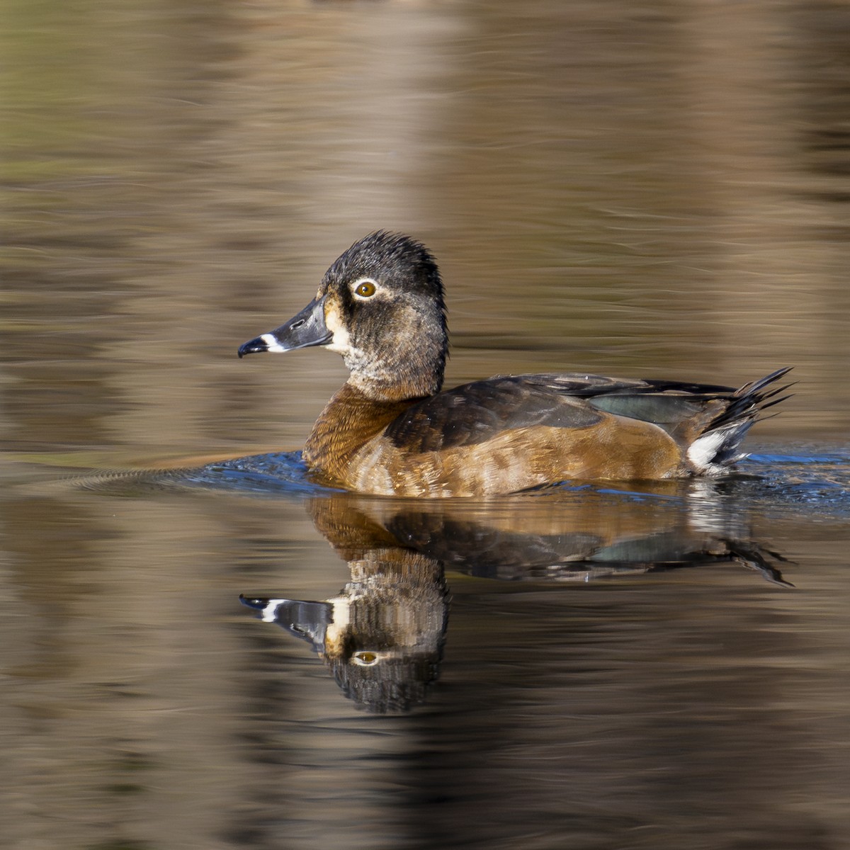 Ring-necked Duck - ML628313576