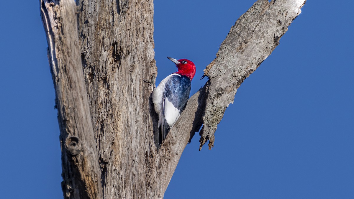 Red-headed Woodpecker - ML628313633