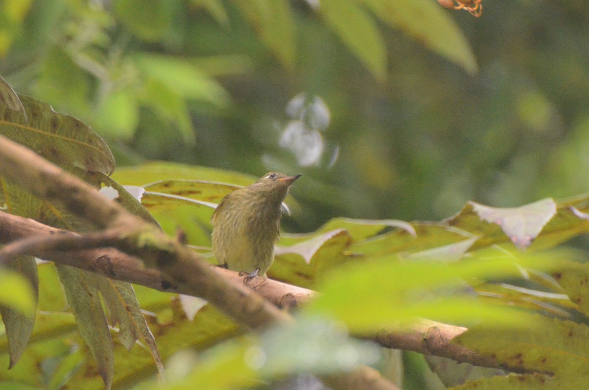 Olive-streaked Flycatcher - ML628313681