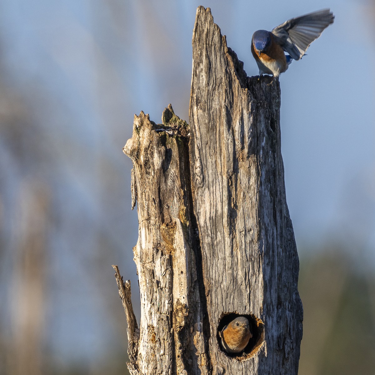 Eastern Bluebird - ML628313691