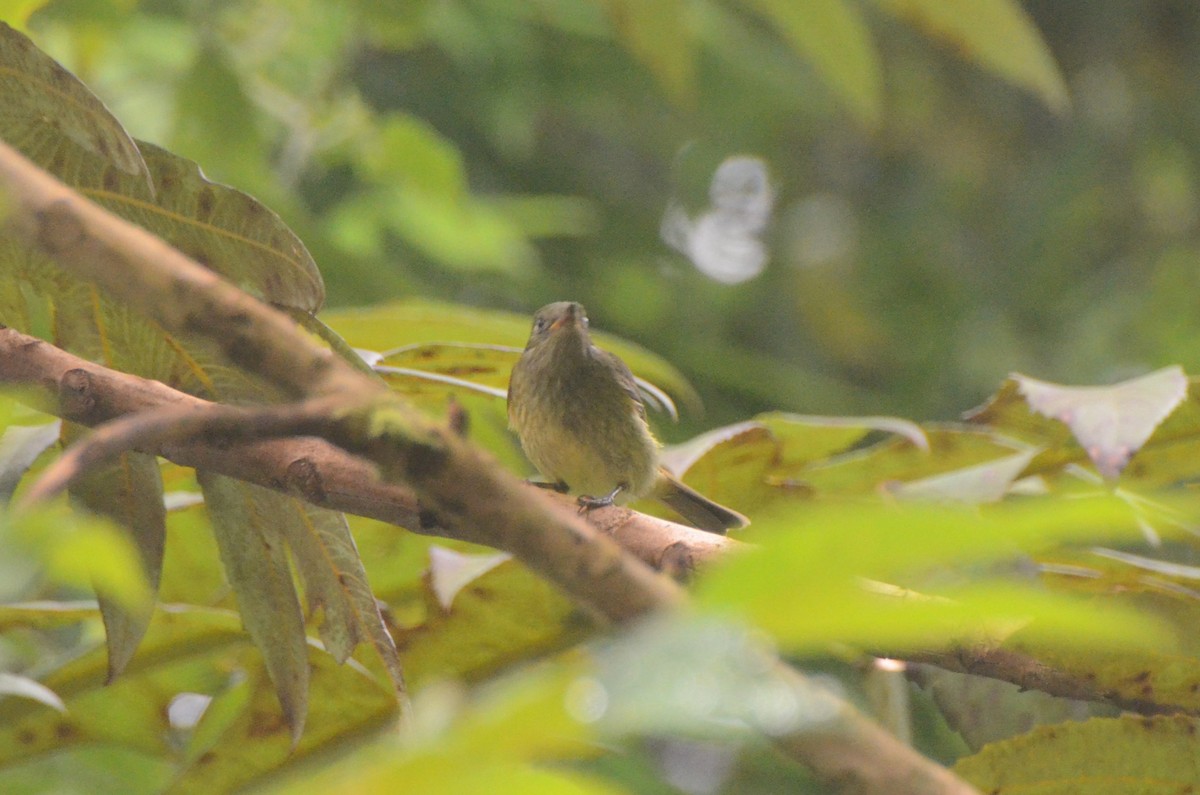 Olive-streaked Flycatcher - ML628313692