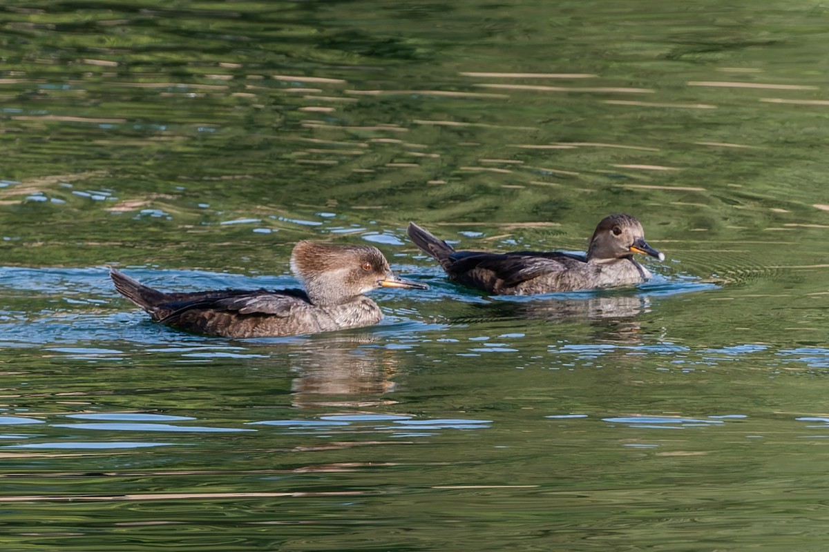 Hooded Merganser - ML628313955