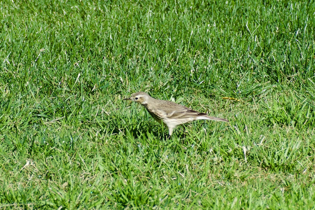 Pipit d'Amérique - ML628313978