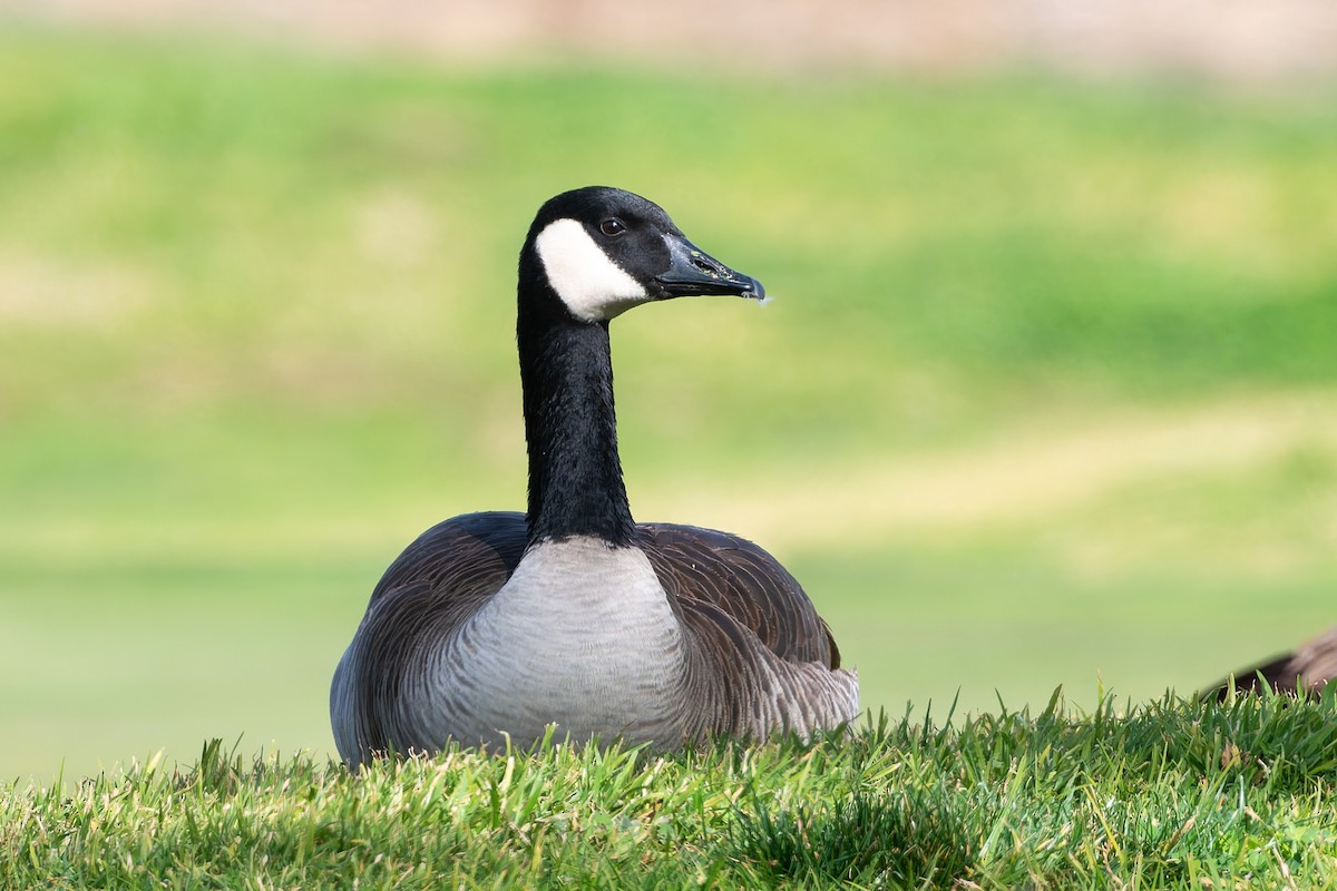 Canada Goose - ML628313997