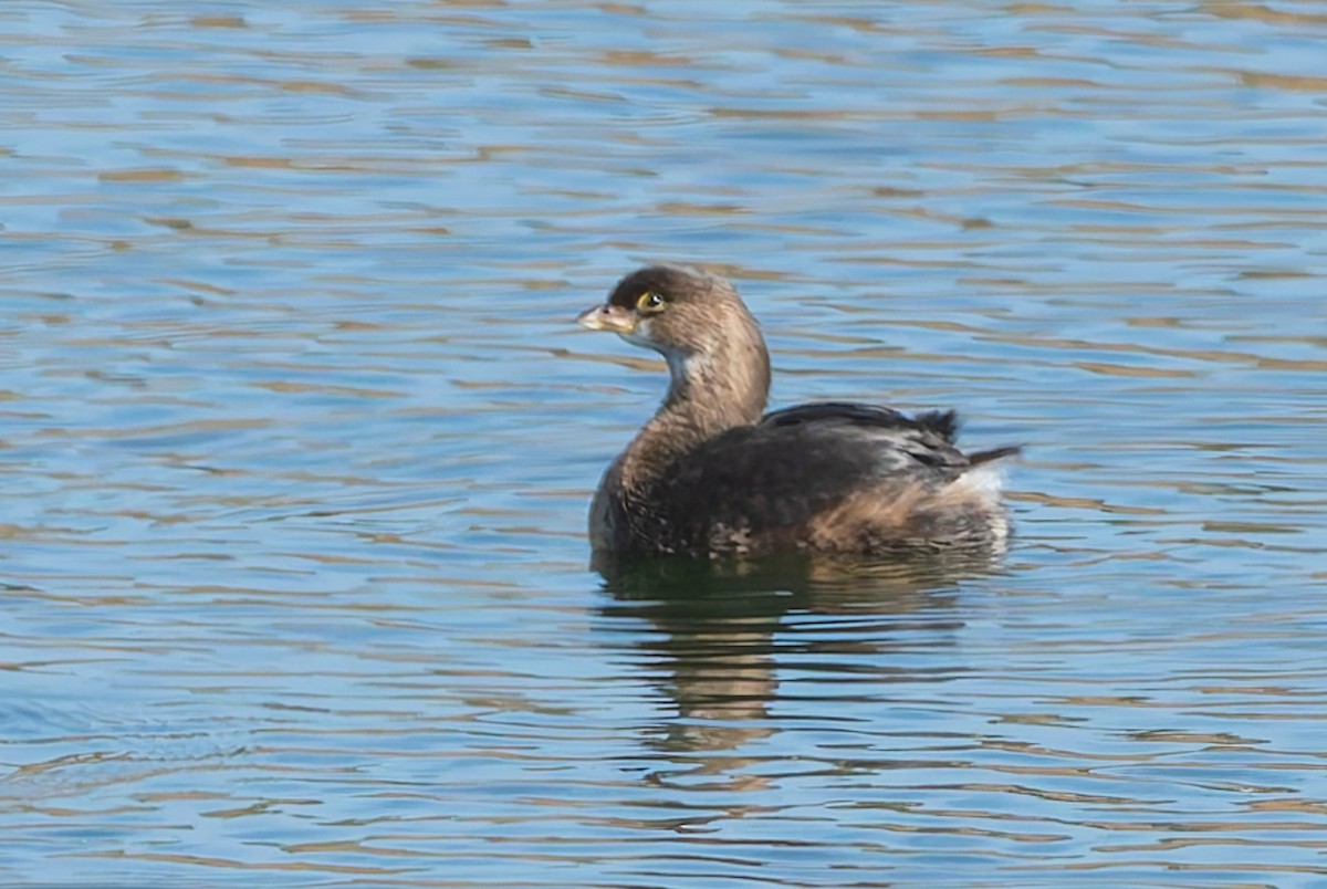 Pied-billed Grebe - ML628314005