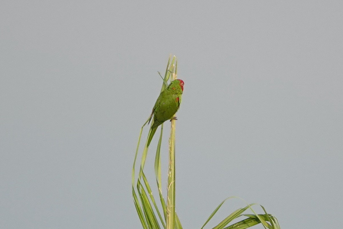 Red-masked Parakeet - ML628314156