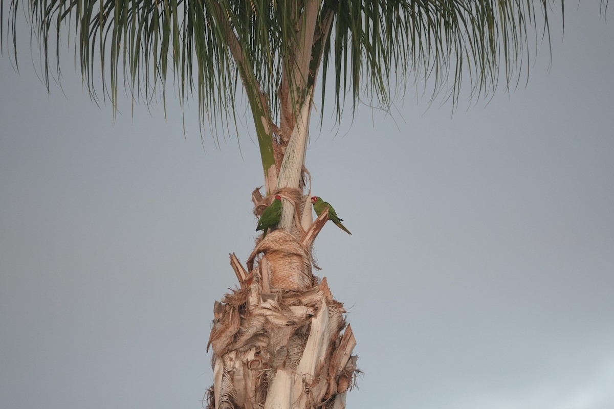Red-masked Parakeet - ML628314157