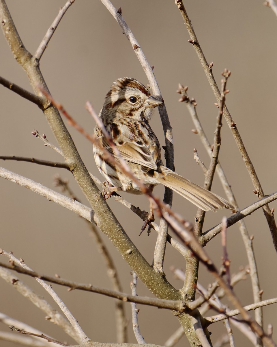 Song Sparrow - ML628314216