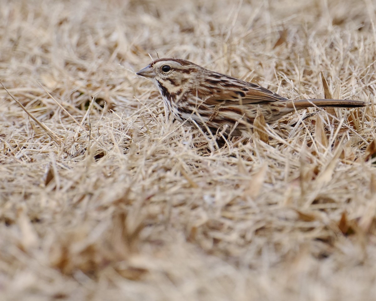 Song Sparrow - ML628314217