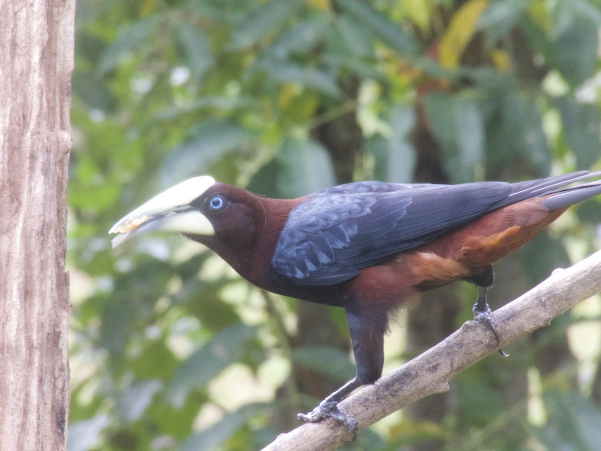 Chestnut-headed Oropendola - ML628314225
