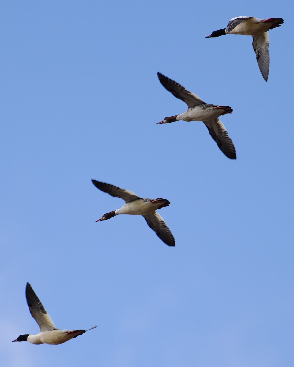 Common Merganser - ML628314239
