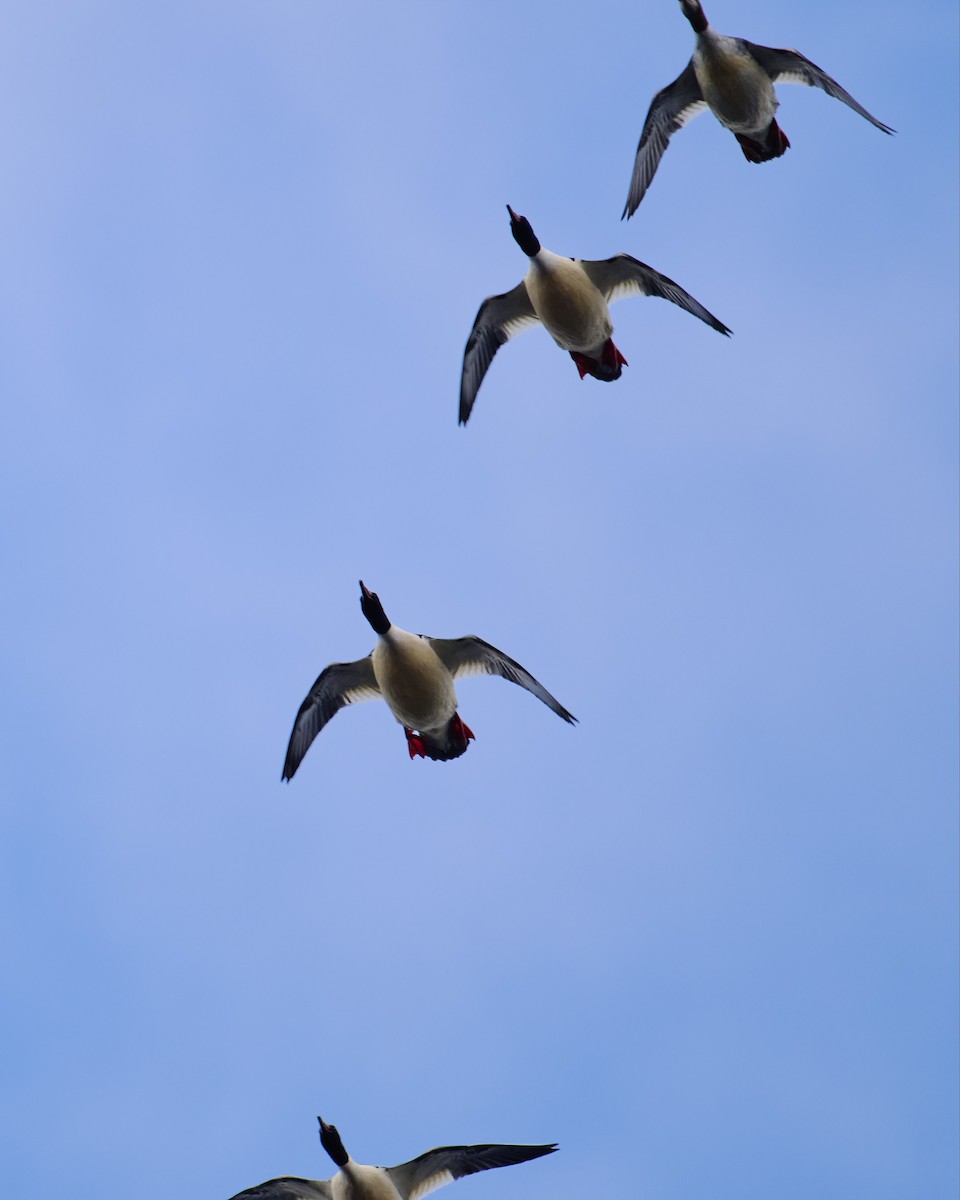 Common Merganser - ML628314240