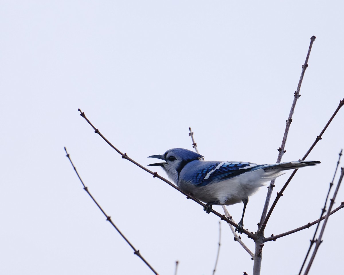 Blue Jay - ML628314266