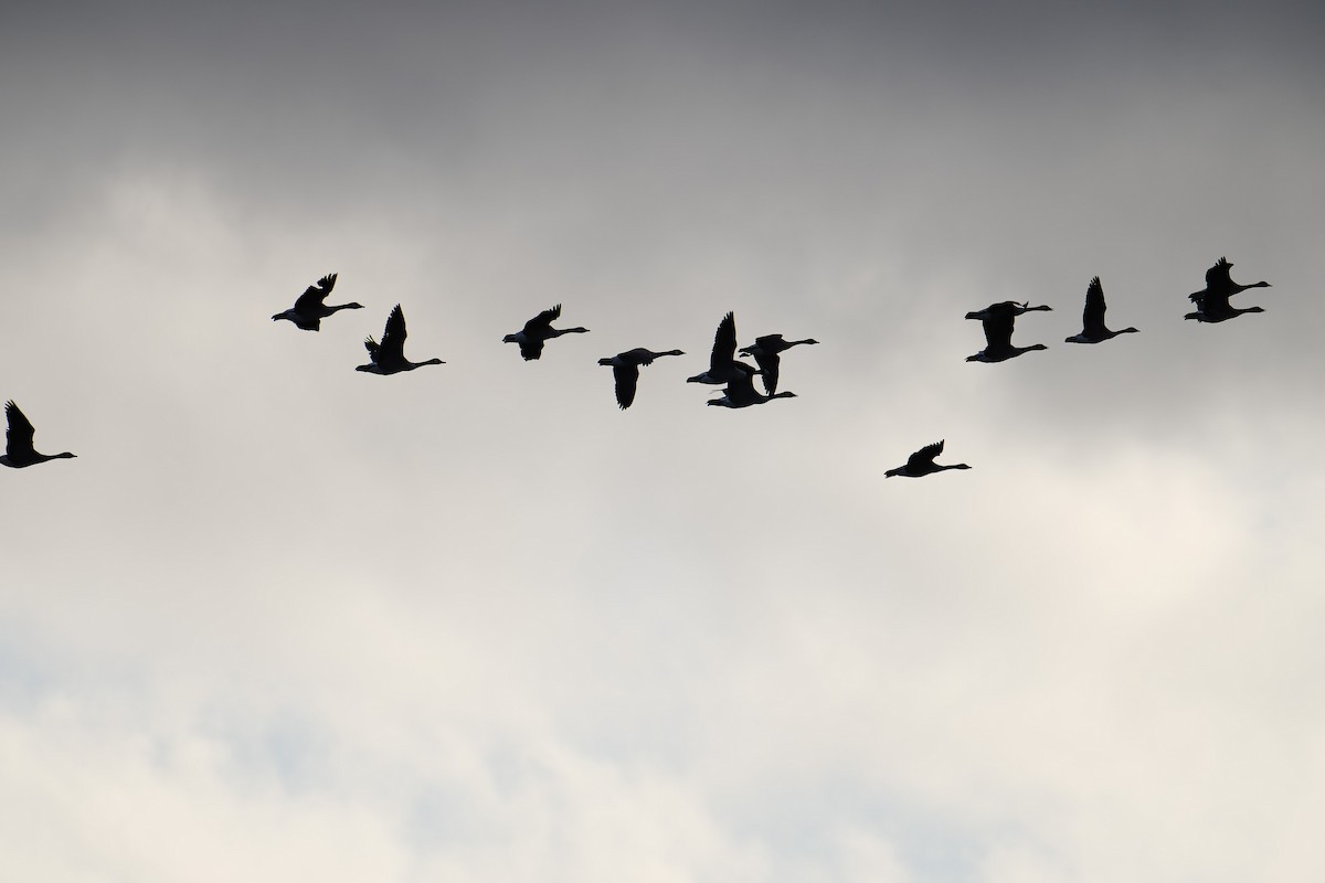 Canada Goose - ML628314305