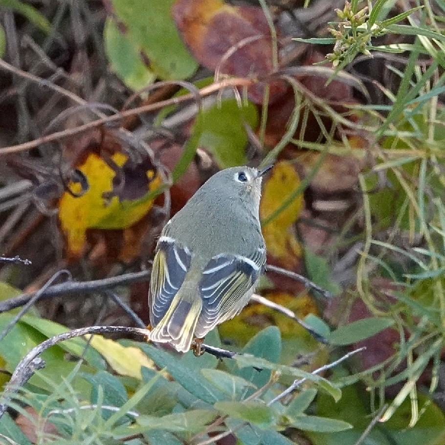 Roitelet à couronne rubis - ML628314416