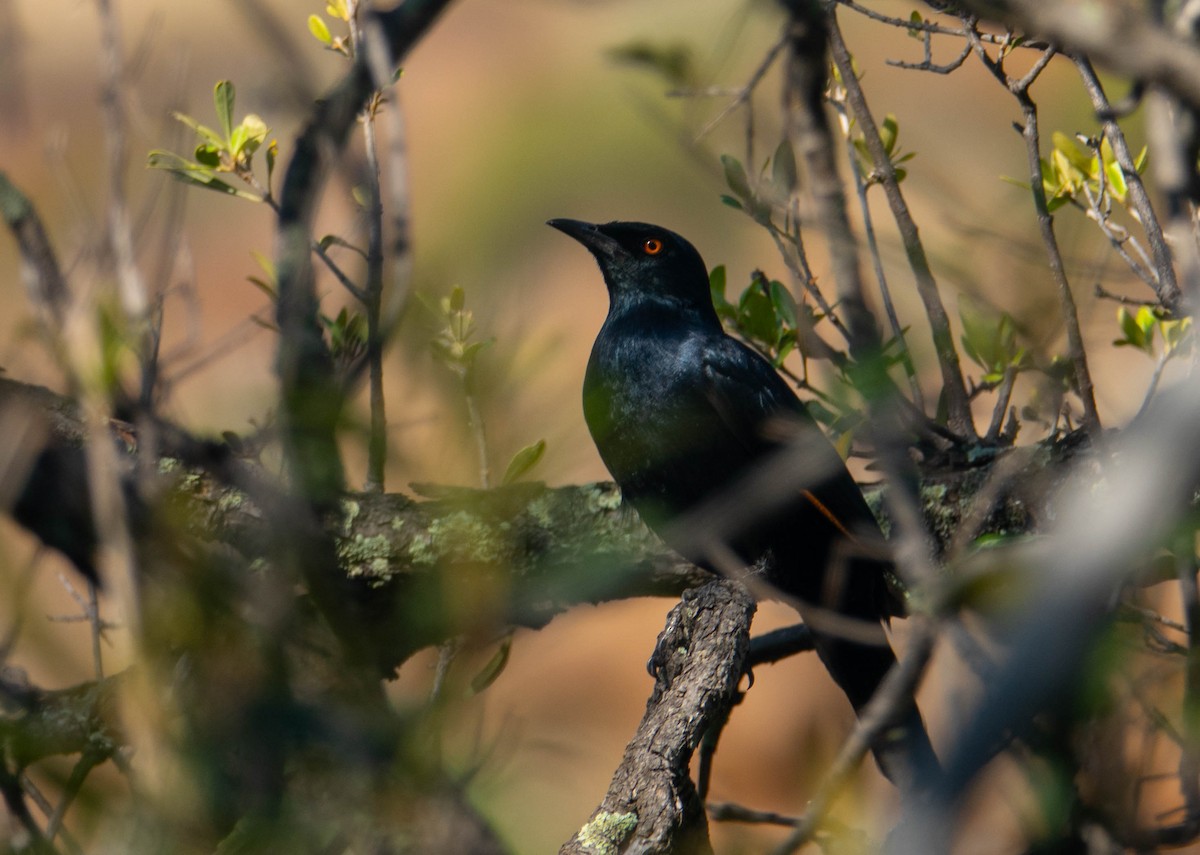 Pale-winged Starling - ML628314533