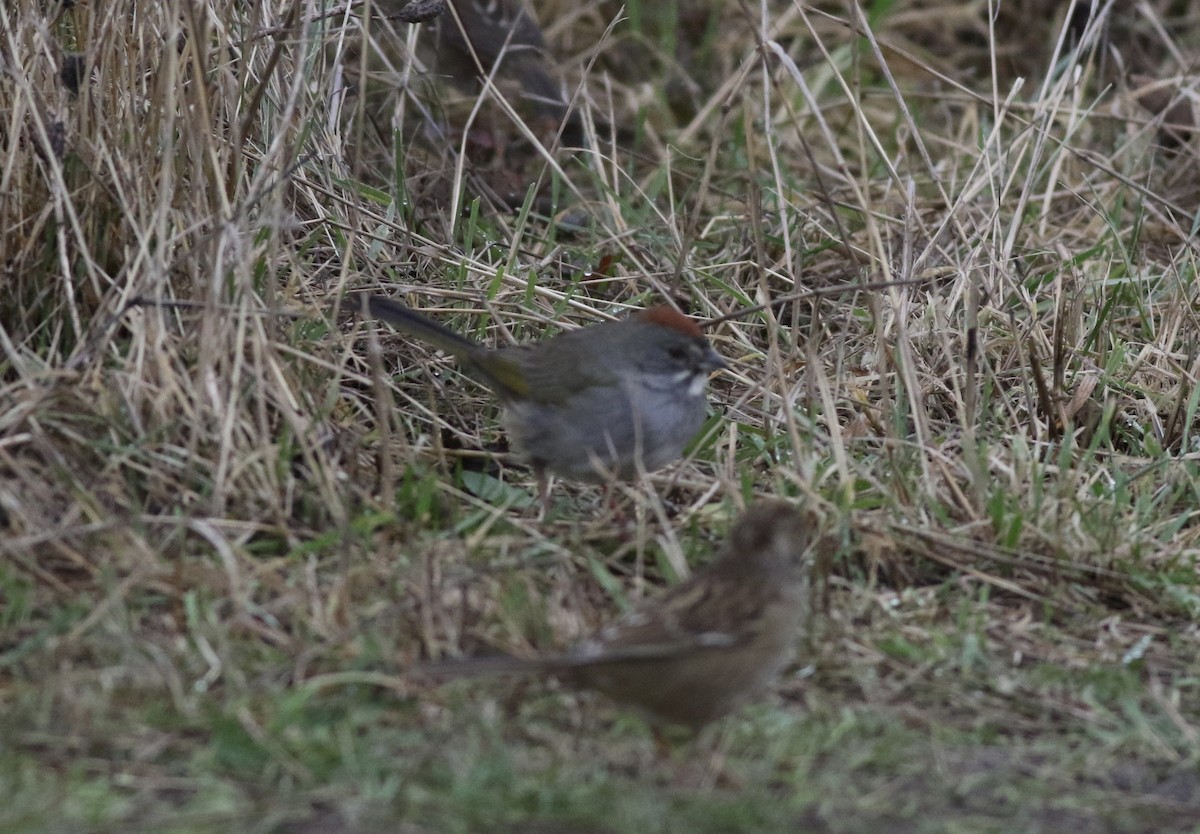 Green-tailed Towhee - ML628314786