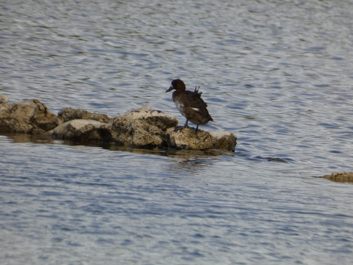 Lesser Scaup - ML628315052