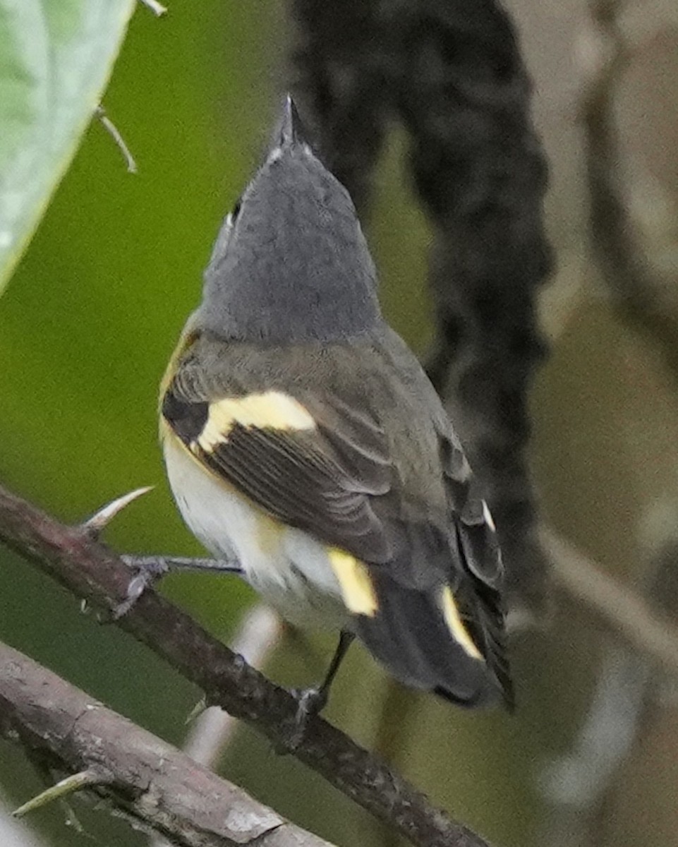 American Redstart - ML628315205