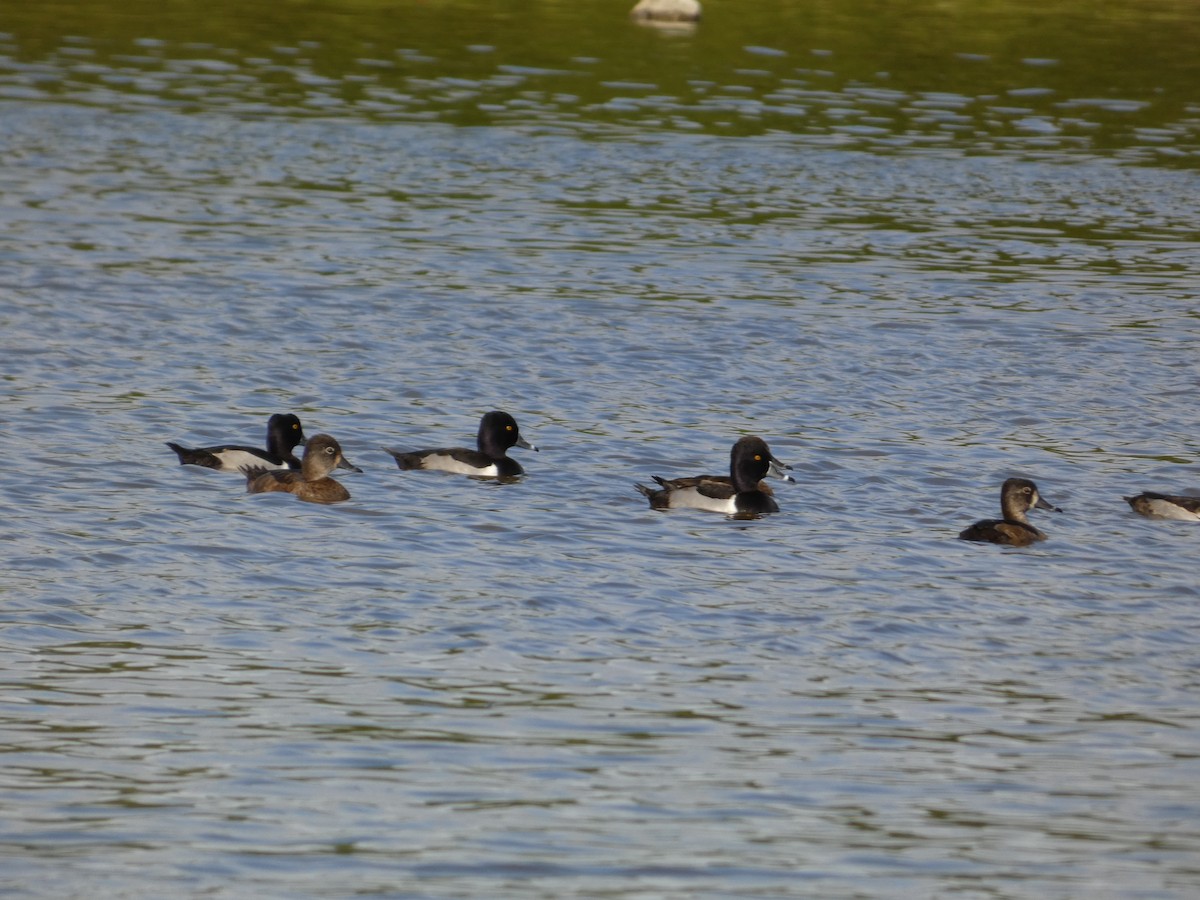 Ring-necked Duck - ML628315342