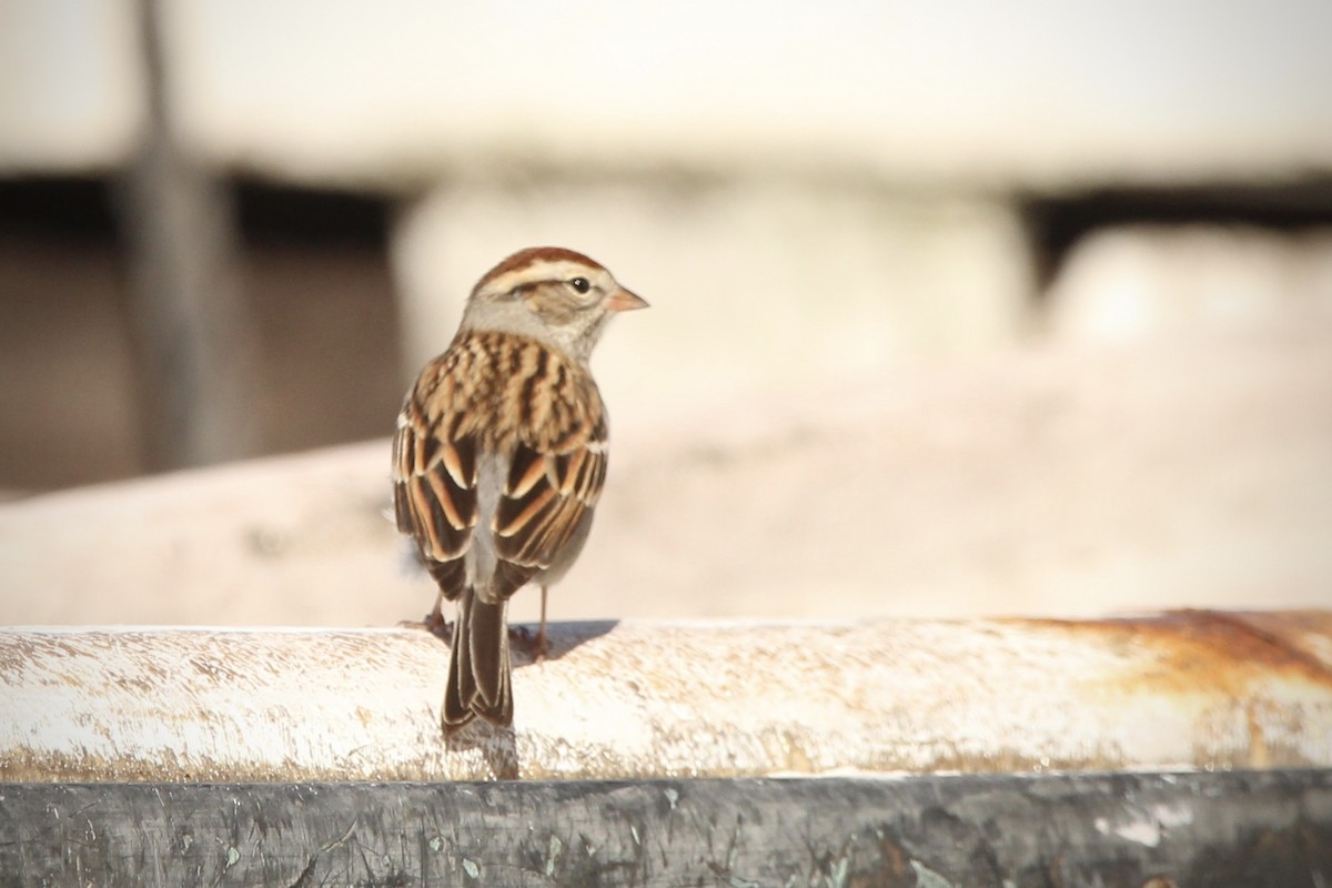 Chipping Sparrow - ML628315350