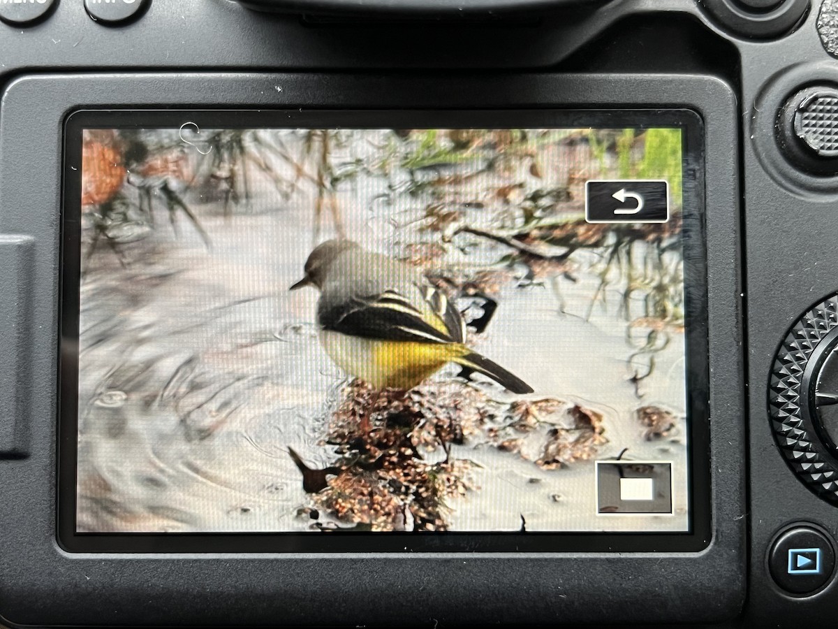 Gray Wagtail - ML628315369