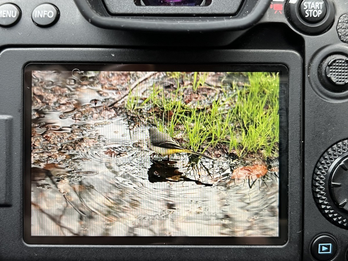 Gray Wagtail - ML628315370