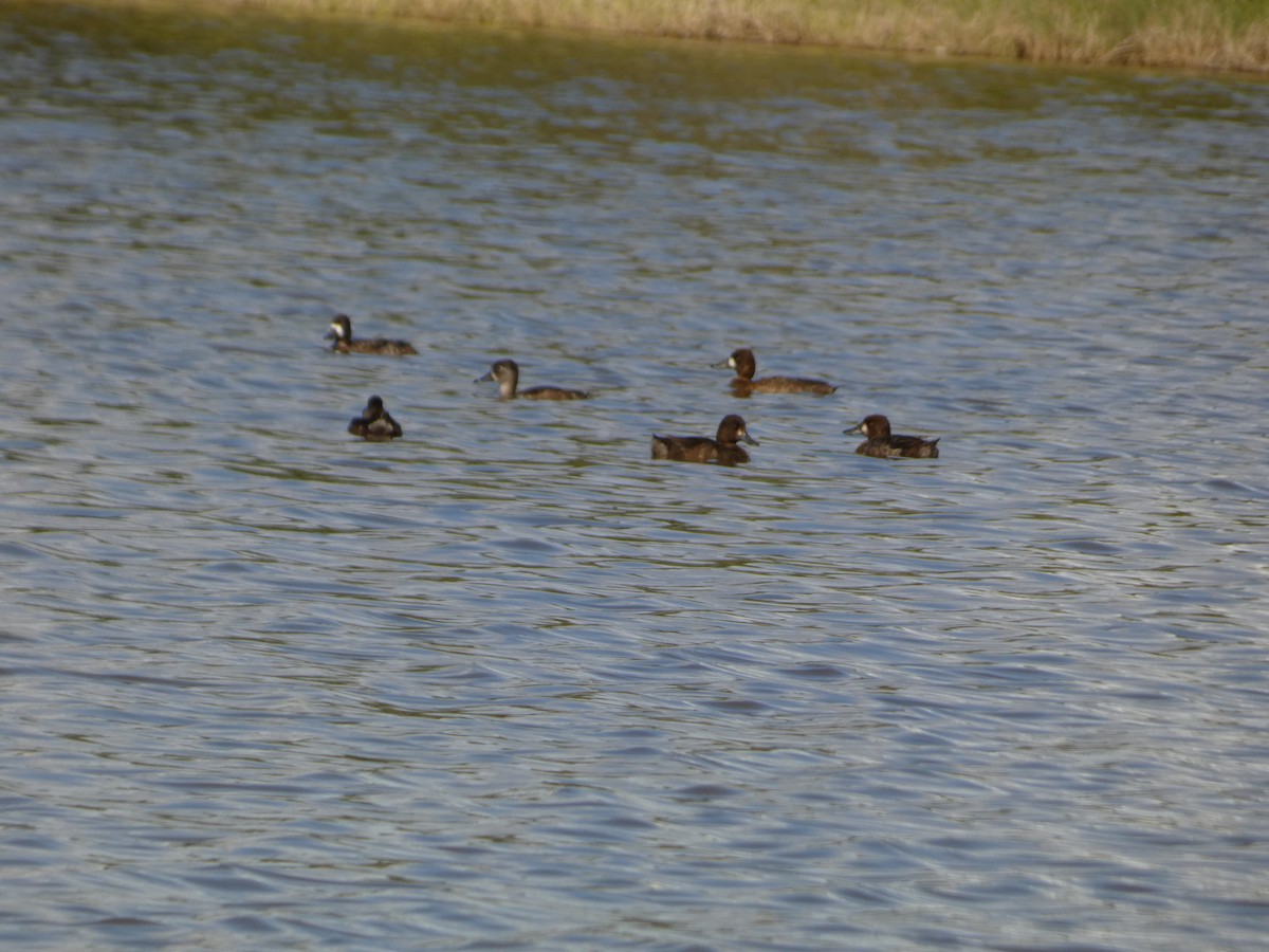 Lesser Scaup - ML628315428