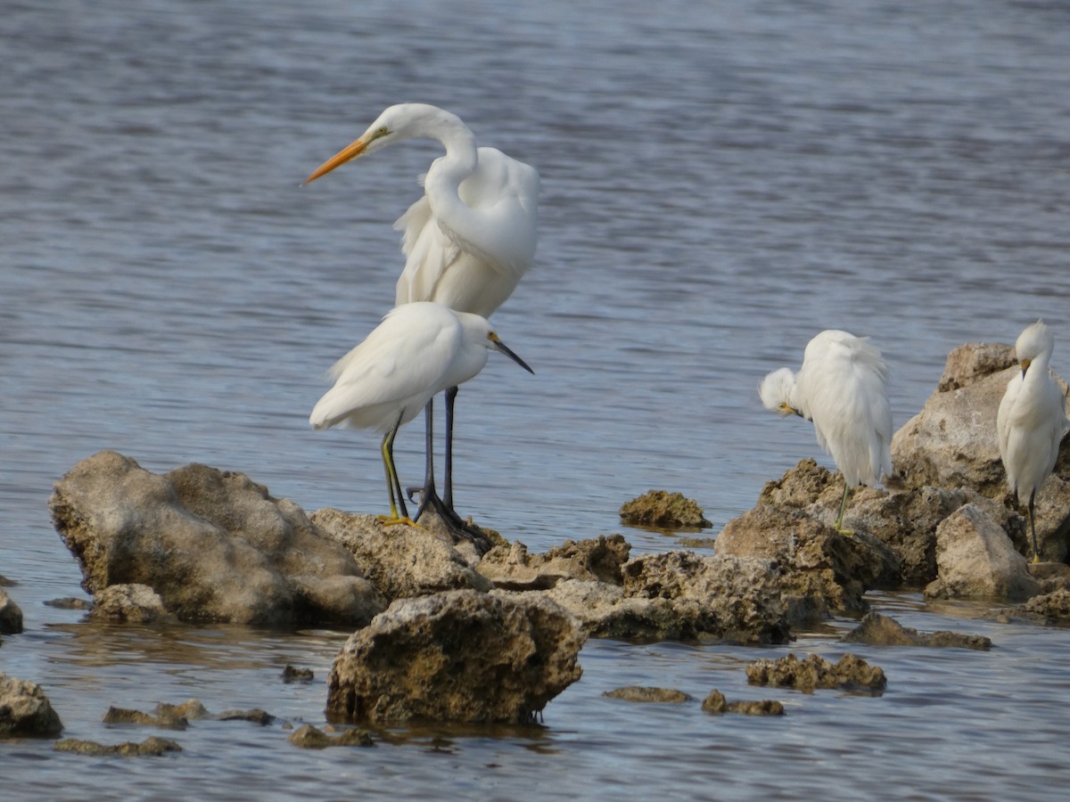 Snowy Egret - ML628315518